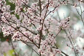 blooming japanese cherry as a sign of spring on a blurred background