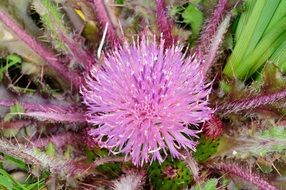 top view of thistle blossom