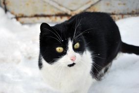 black and white cat in the snow