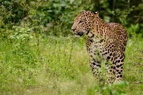 leopard in the grass in the forest
