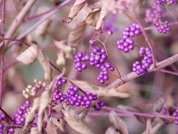 beauty purple berries in nature