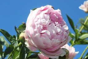 lush pink peony on a bush on a sunny day