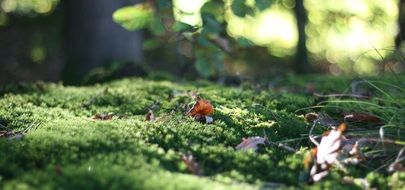 green forest moss in the sunlight