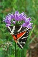 colorful butterfly on purple inflorescence close-up