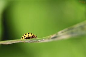 yellow ladybug on a green leaf