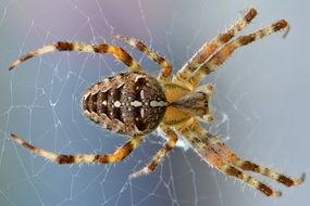 spider web macro