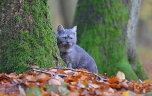 purebred cat among the foliage of the autumn forest
