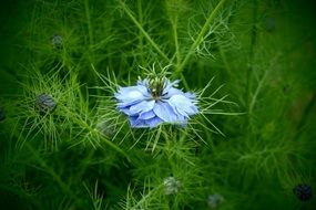 closeup of blue flower