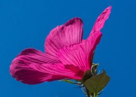 pink swamp hibiscus flower