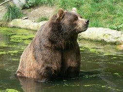 kodiak bear in the pond in wildlife