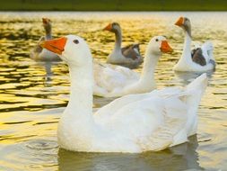 Ducks in a lake