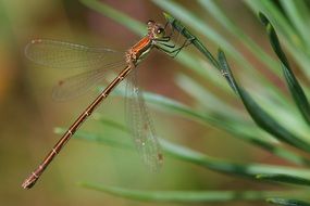 brown dragonfly on green needles