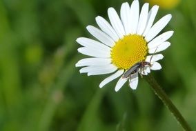 insect crawls on a white daisy