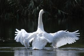 taking off white swan