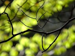 Branches in spring