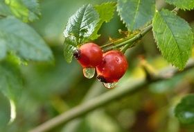 water drops on red rosehips