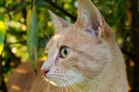 Portrait of the cute cat on a blurred background