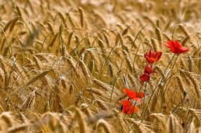 Red poppy on a dry wheat field