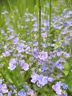 a lot of purple flowers on a meadow