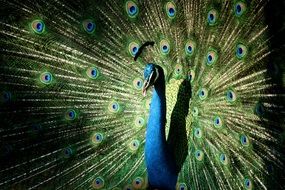 peacock with colorful tail in bright light