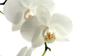 white orchid flower macro
