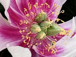 flower stamens in spring