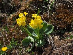 Alpine yellow primula on dry ground