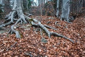 tree roots covered by autumn leaves