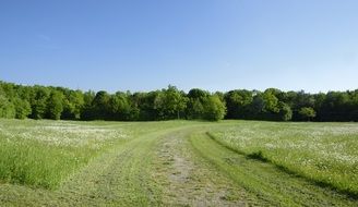 sunny summer day on a meadow