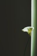 white calla on the windowsill