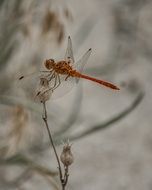 red dragonfly on the wild plant