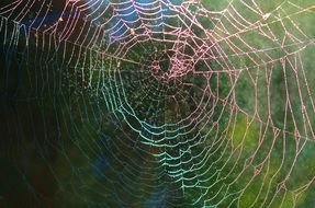 a huge spider web made by a spider