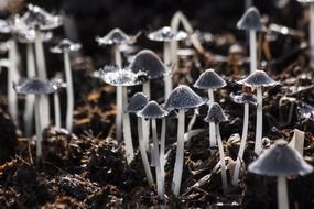 Grey and white mushrooms in nature