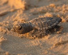 baby turtles in the sand on the beach