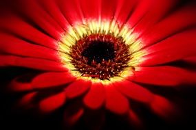 gerbera flower close up