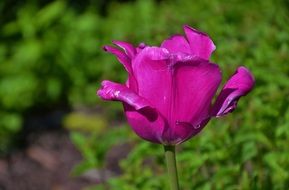 unusual beauty tulip flower