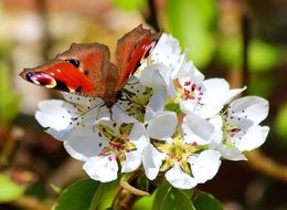 Big red butterfly sitting on white flowers