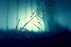 wet blade of grass on blue blurred background