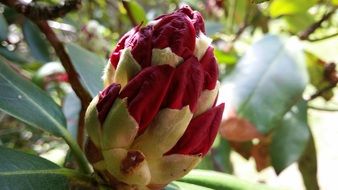 large closed red bud