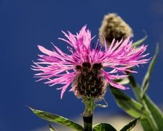 delightful pink flower