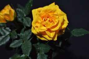 Yellow rose bloom macro photo