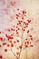 red berry on a bush branch