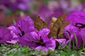 purple bougainvillea