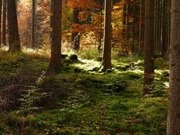 sunny forest in golden autumn