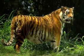 tiger in green grass in the forest