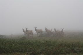 herd of deer on the coast in the fog