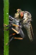 robber fly, macro