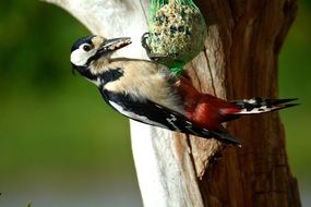 Big spotted woodpecker close-up