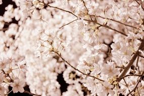 striking cherry blossom flowers