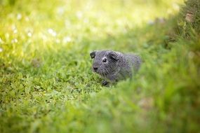 Guinea pig among green grass